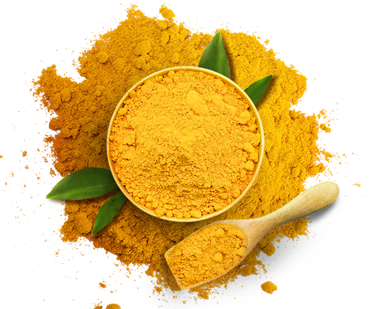 fresh Ginger Powder distributors